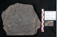 Foto (Objekt + Etikett) von Plantae indet.  (NHMW-GEO-2024-0188-11494)